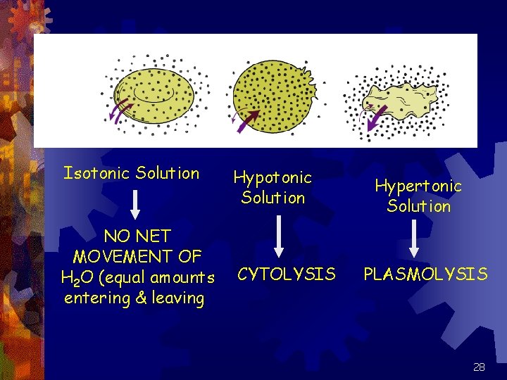 Isotonic Solution NO NET MOVEMENT OF H 2 O (equal amounts entering & leaving)