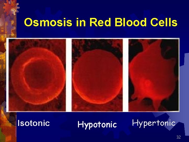 Osmosis in Red Blood Cells Isotonic Hypertonic 32 