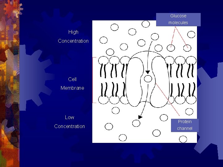 Glucose molecules High Concentration Cell Membrane Low Concentration Protein channel 