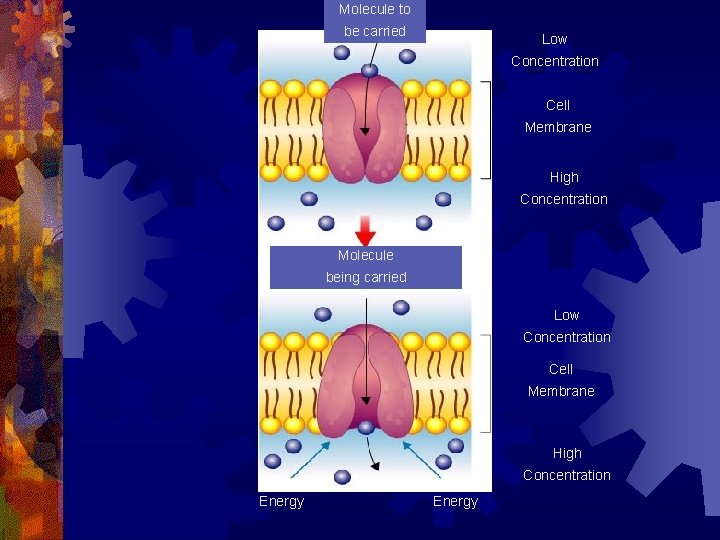 Molecule to be carried Low Concentration Cell Membrane High Concentration Molecule being carried Low