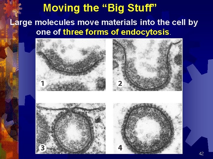 Moving the “Big Stuff” Large molecules move materials into the cell by one of