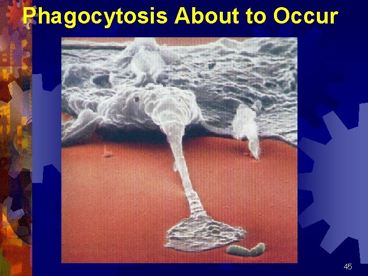 Phagocytosis About to Occur 45 