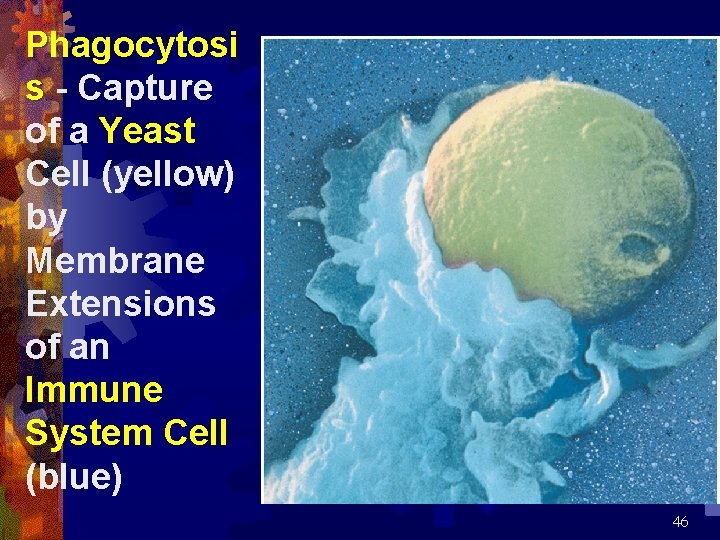 Phagocytosi s - Capture of a Yeast Cell (yellow) by Membrane Extensions of an