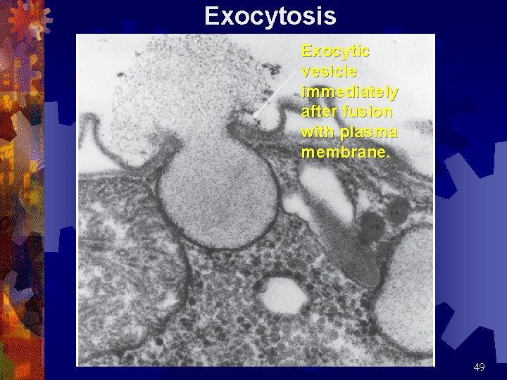 Exocytosis Exocytic vesicle immediately after fusion with plasma membrane. 49 