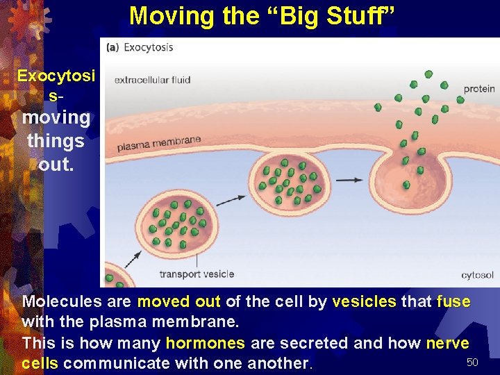 Moving the “Big Stuff” Exocytosi s- moving things out. Molecules are moved out of