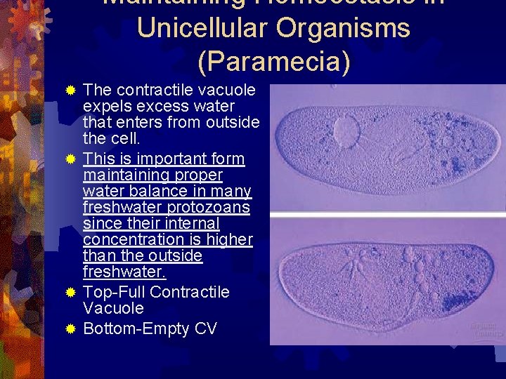 Maintaining Homeostasis in Unicellular Organisms (Paramecia) The contractile vacuole expels excess water that enters