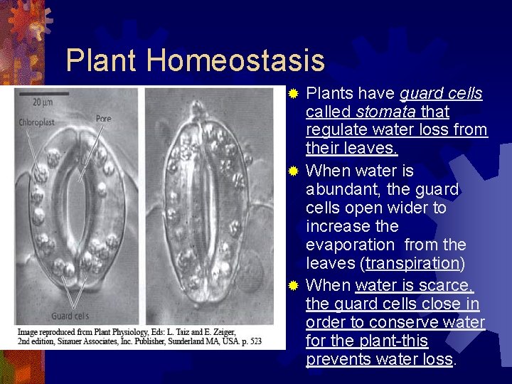 Plant Homeostasis Plants have guard cells called stomata that regulate water loss from their