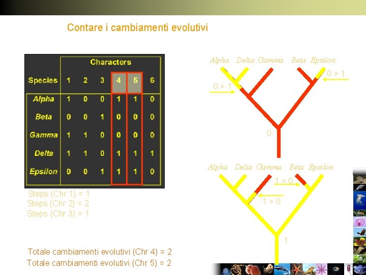 Contare i cambiamenti evolutivi Alpha Delta Gamma Beta Epsilon 0>1 0 Alpha Delta Gamma