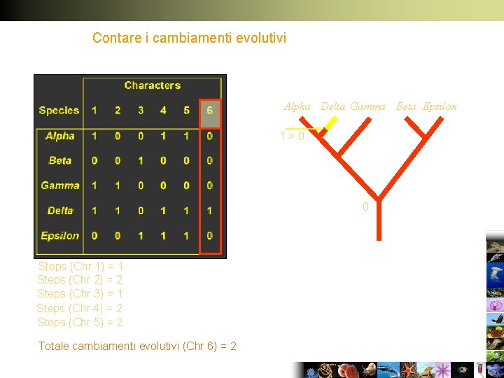 Contare i cambiamenti evolutivi Alpha Delta Gamma Beta Epsilon 1>0 0 Steps (Chr 1)