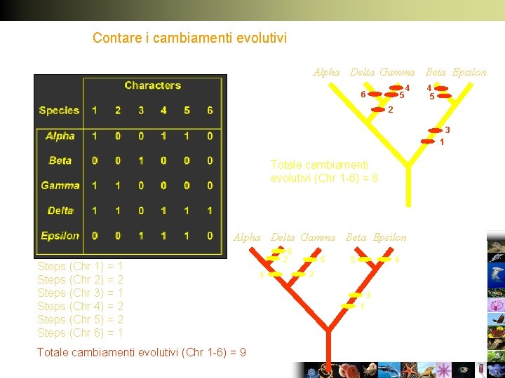 Contare i cambiamenti evolutivi Alpha Delta Gamma Beta Epsilon 6 5 4 4 5
