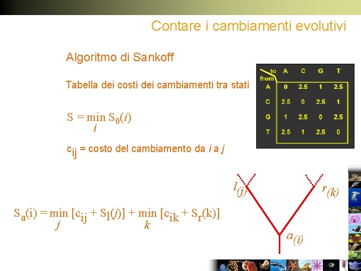 Contare i cambiamenti evolutivi Algoritmo di Sankoff Tabella dei costi dei cambiamenti tra stati