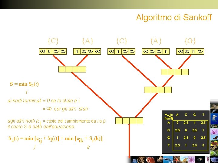 Algoritmo di Sankoff {C} 0 {A} 0 S = min S 0(i) i ai