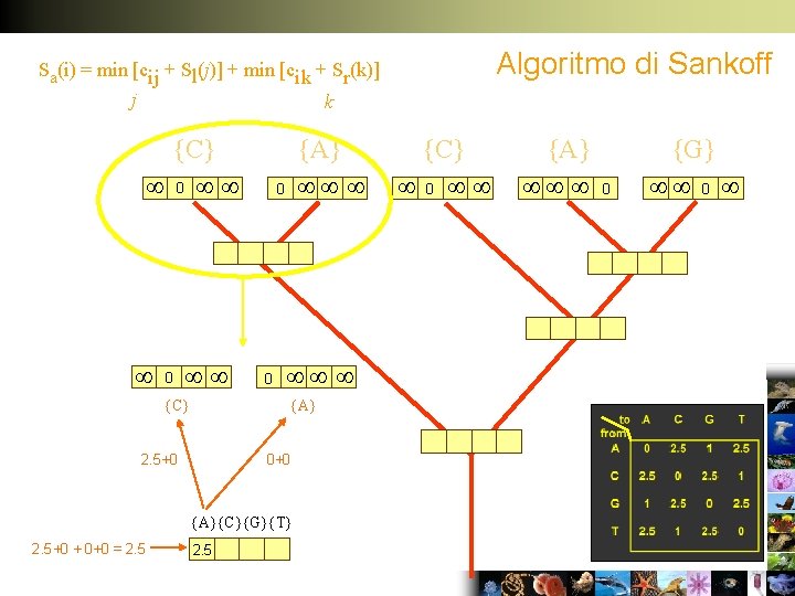 Algoritmo di Sankoff Sa(i) = min [cij + Sl(j)] + min [cik + Sr(k)]