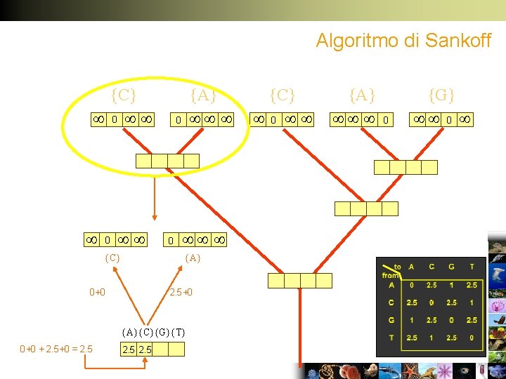 Algoritmo di Sankoff {C} 0 0 {C} {A} 0 0 {A} 0+0 2. 5+0