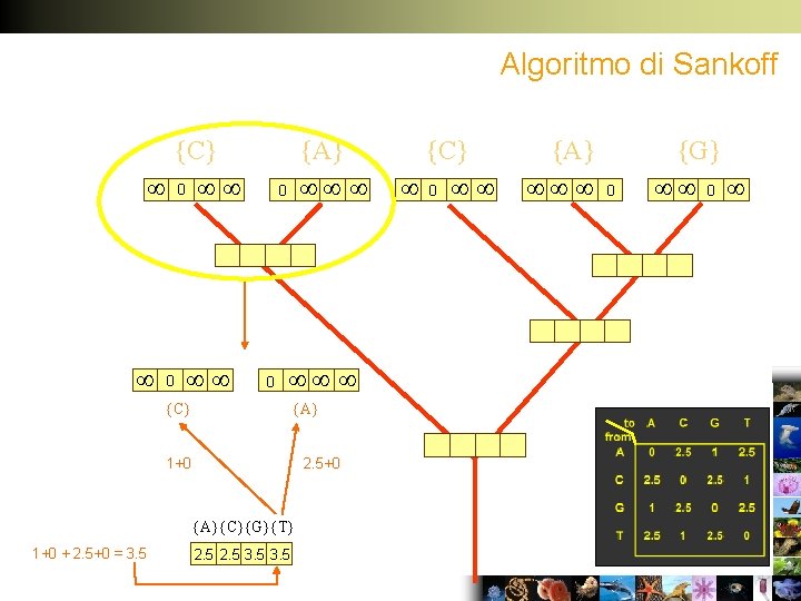 Algoritmo di Sankoff {C} 0 0 {A} 0 0 {C} {A} 1+0 2. 5+0