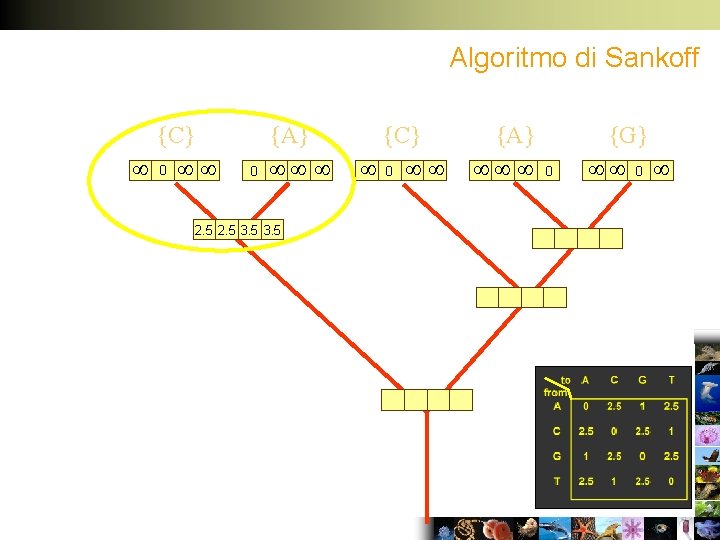 Algoritmo di Sankoff {C} 0 0 {A} 2. 5 3. 5 {C} 0 {A}