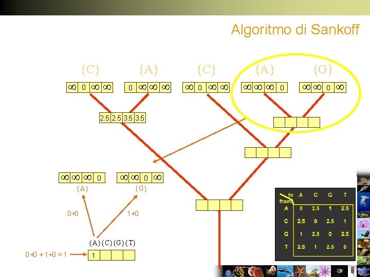 Algoritmo di Sankoff {C} 0 {A} 0 2. 5 3. 5 {A} 0+0 0