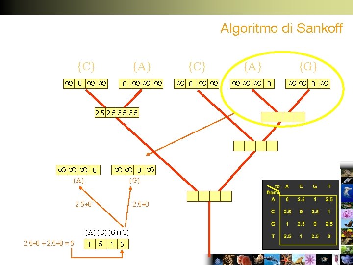 Algoritmo di Sankoff {C} 0 {A} 0 2. 5 3. 5 0 0 {G}