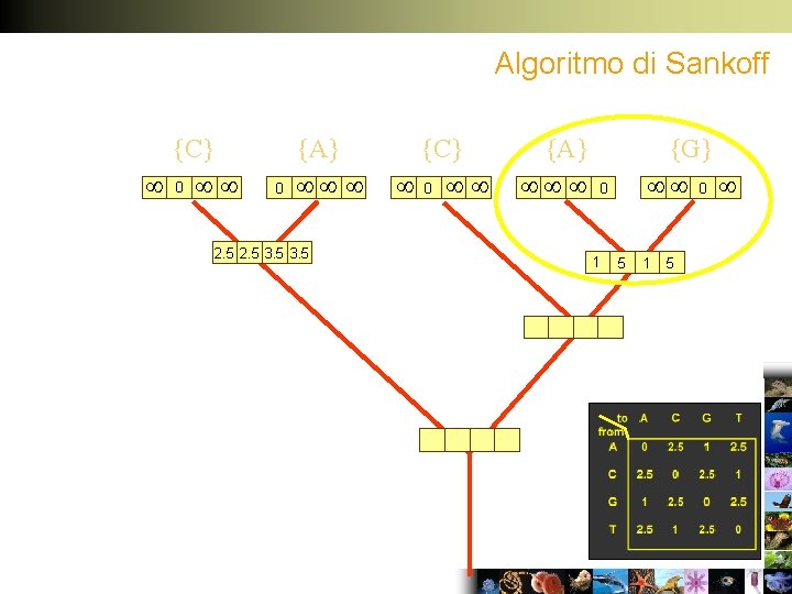 Algoritmo di Sankoff {C} 0 0 {A} 2. 5 3. 5 {C} 0 {A}