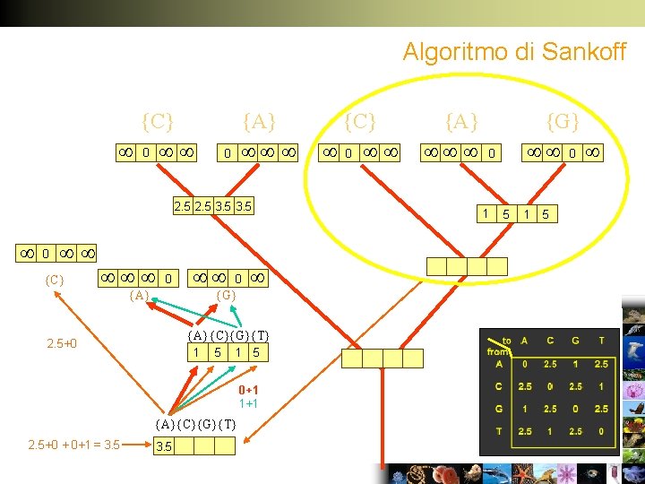 Algoritmo di Sankoff {C} 0 {A} 0 2. 5 3. 5 0 {C} 0