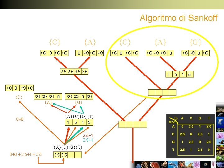 Algoritmo di Sankoff {C} 0 {A} 0 2. 5 3. 5 0 {C} 0