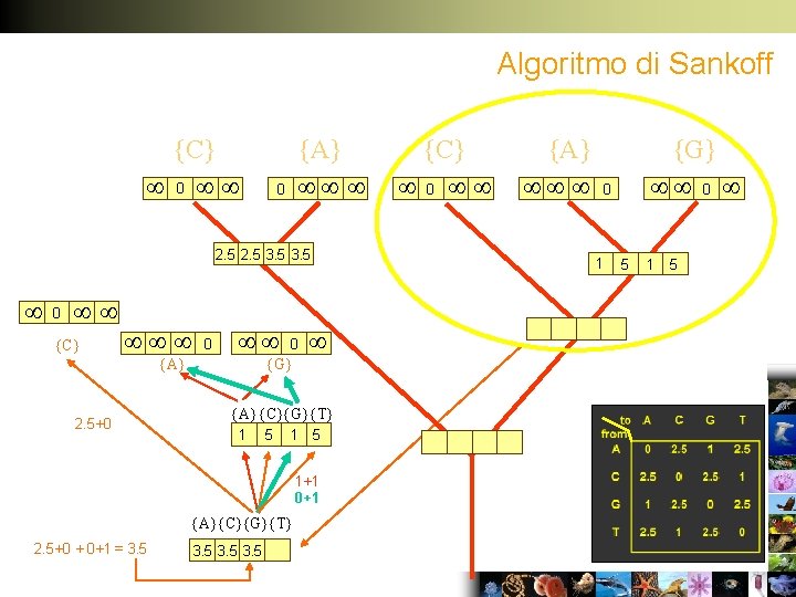 Algoritmo di Sankoff {C} 0 {A} 0 2. 5 3. 5 0 {C} 0