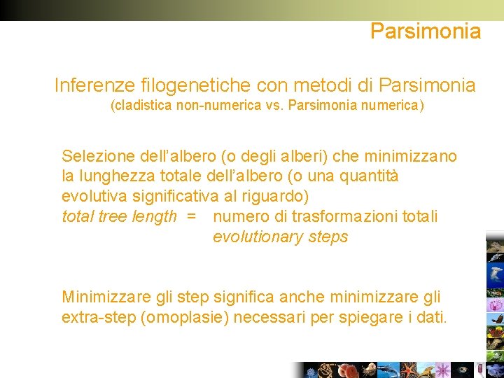 Parsimonia Inferenze filogenetiche con metodi di Parsimonia (cladistica non-numerica vs. Parsimonia numerica) Selezione dell’albero