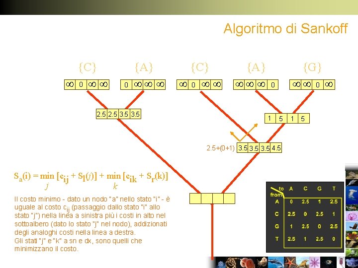 Algoritmo di Sankoff {C} 0 0 {A} 2. 5 3. 5 {C} 0 {A}