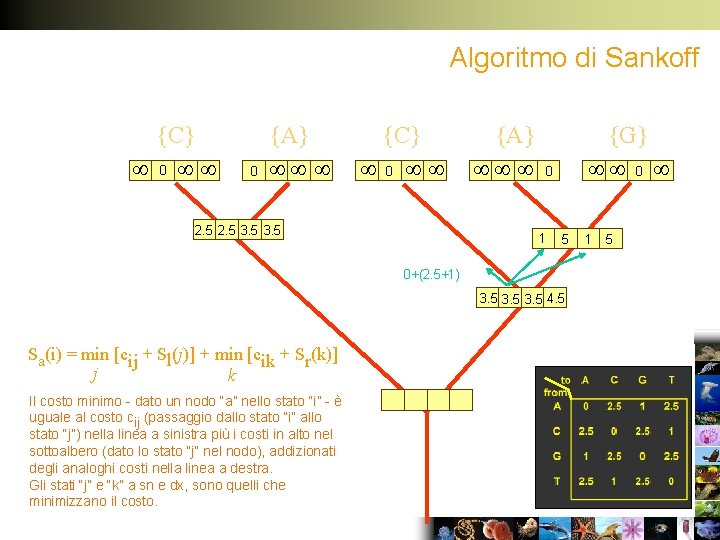 Algoritmo di Sankoff {C} 0 0 {A} {C} 0 2. 5 3. 5 {A}