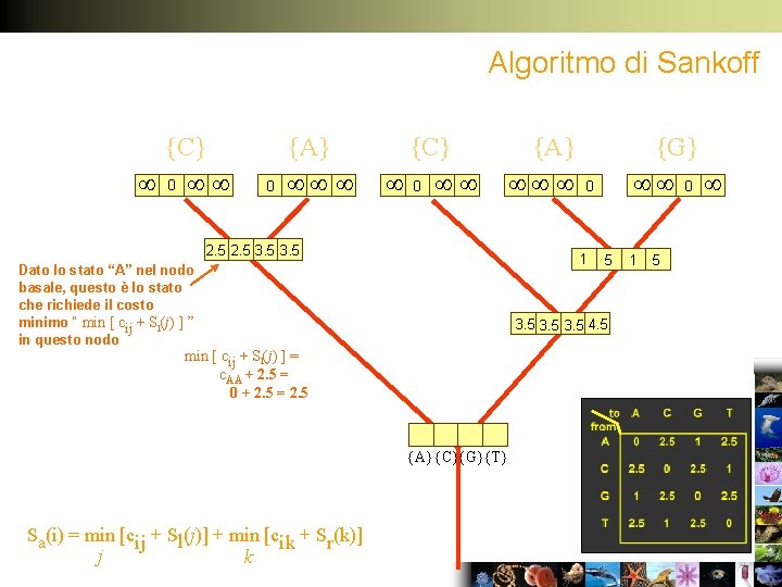 Algoritmo di Sankoff {C} 0 0 {A} {C} 0 {A} 2. 5 3. 5