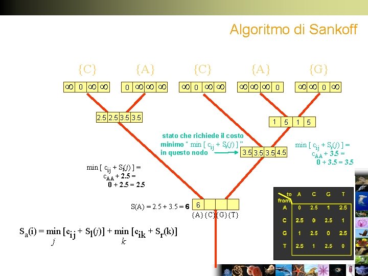 Algoritmo di Sankoff {C} 0 0 {A} {C} 0 {A} 2. 5 3. 5