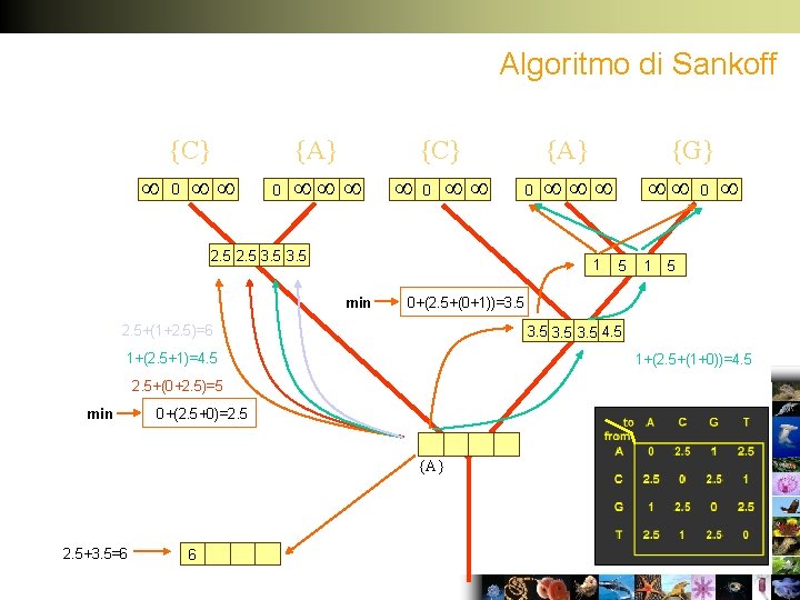 Algoritmo di Sankoff {C} 0 0 {A} {C} 0 0 2. 5 3. 5