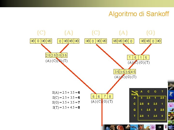 Algoritmo di Sankoff {C} 0 0 {A} {C} 0 {A} 2. 5 3. 5
