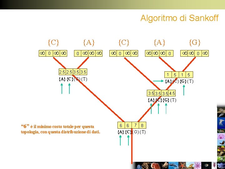 Algoritmo di Sankoff {C} 0 0 {A} {C} 0 {A} 2. 5 3. 5