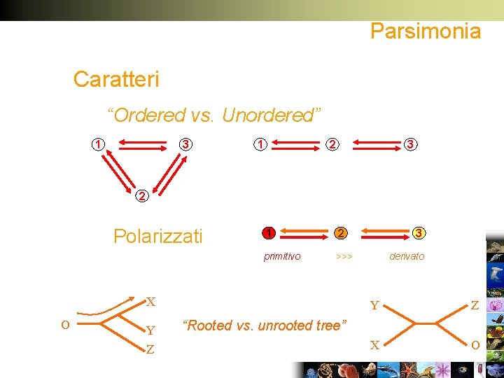 Parsimonia Caratteri “Ordered vs. Unordered” 1 3 1 2 3 2 Polarizzati 1 2