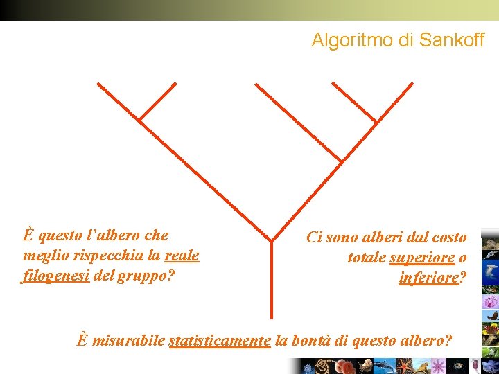 Algoritmo di Sankoff È questo l’albero che meglio rispecchia la reale filogenesi del gruppo?