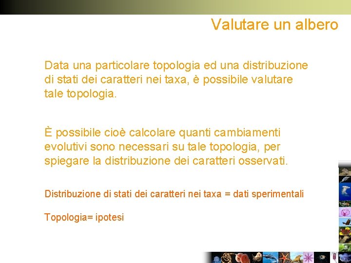 Valutare un albero Data una particolare topologia ed una distribuzione di stati dei caratteri