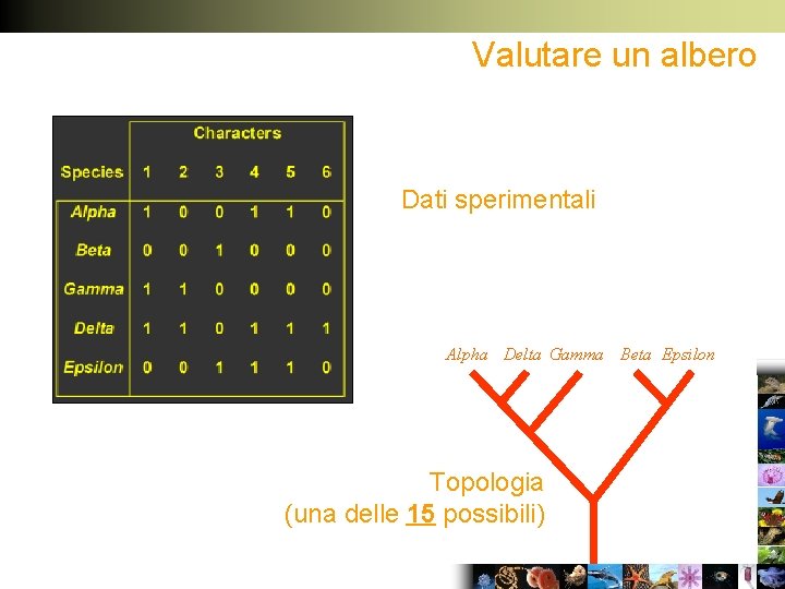 Valutare un albero Dati sperimentali Alpha Delta Gamma Beta Epsilon Topologia (una delle 15