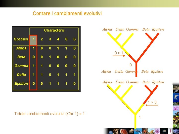 Contare i cambiamenti evolutivi Alpha Delta Gamma Beta Epsilon 0>1 0 Alpha Delta Gamma