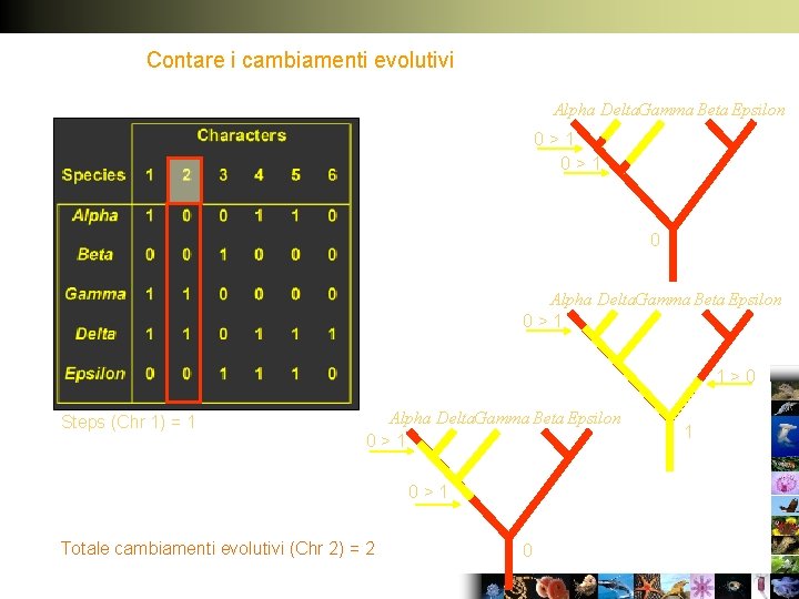Contare i cambiamenti evolutivi Alpha Delta. Gamma Beta Epsilon 0>1 0 Alpha Delta. Gamma