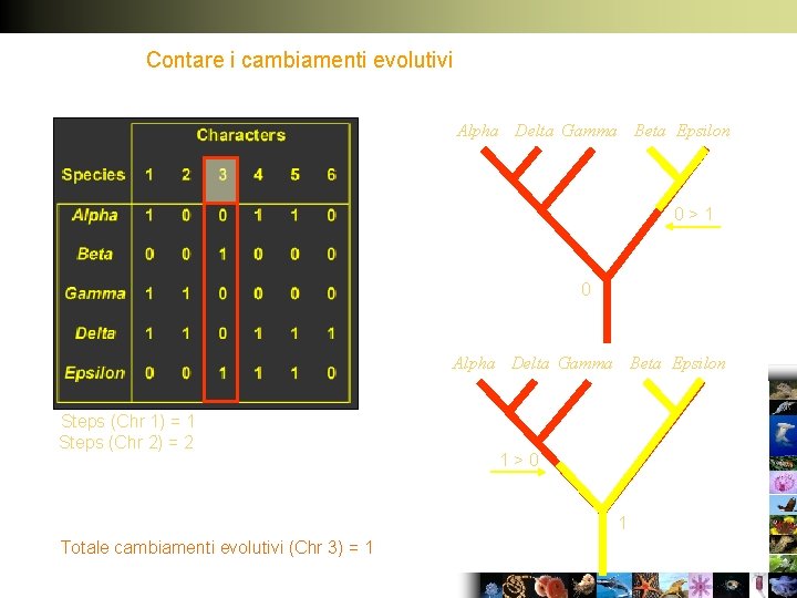 Contare i cambiamenti evolutivi Alpha Delta Gamma Beta Epsilon 0>1 0 Alpha Delta Gamma