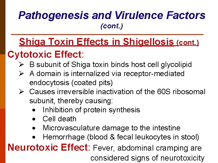 Pathogenesis and Virulence Factors (cont. ) Shiga Toxin Effects in Shigellosis (cont. ) Cytotoxic