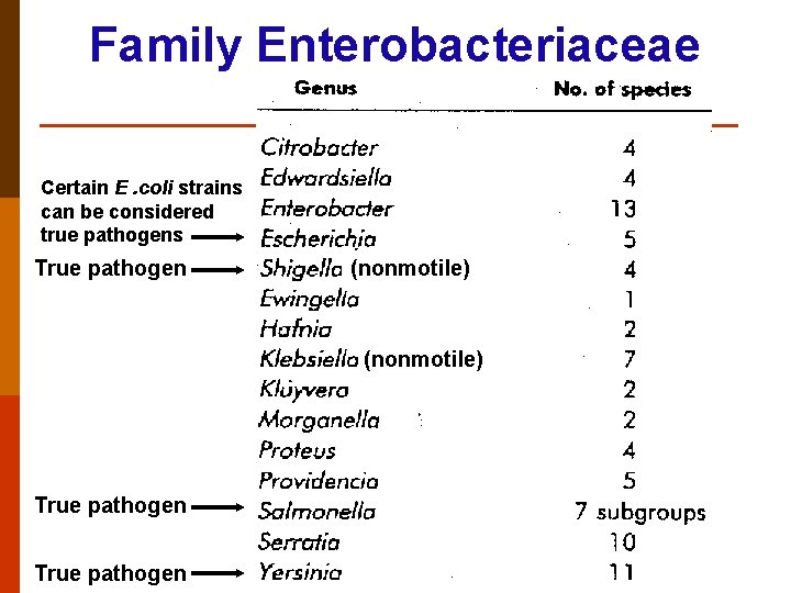 Family Enterobacteriaceae Certain E. coli strains can be considered true pathogens True pathogen (nonmotile)