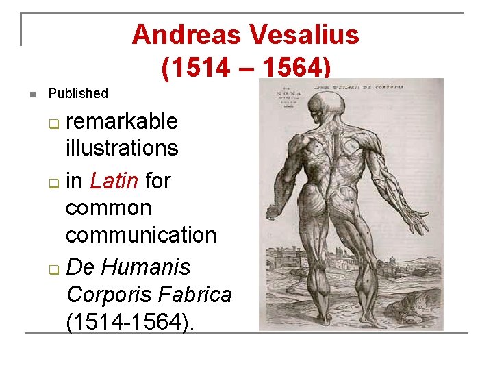 Andreas Vesalius (1514 – 1564) n Published remarkable illustrations q in Latin for common