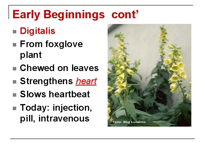 Early Beginnings cont’ n n n Digitalis From foxglove plant Chewed on leaves Strengthens