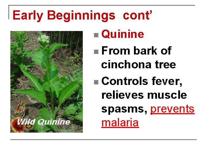 Early Beginnings cont’ n Quinine n From bark of cinchona tree n Controls fever,