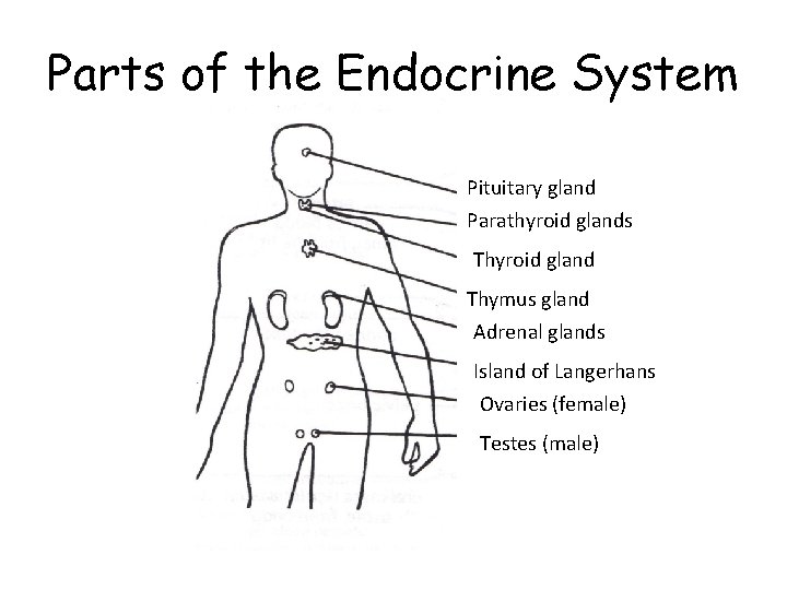 Parts of the Endocrine System Pituitary gland Parathyroid glands Thyroid gland Thymus gland Adrenal