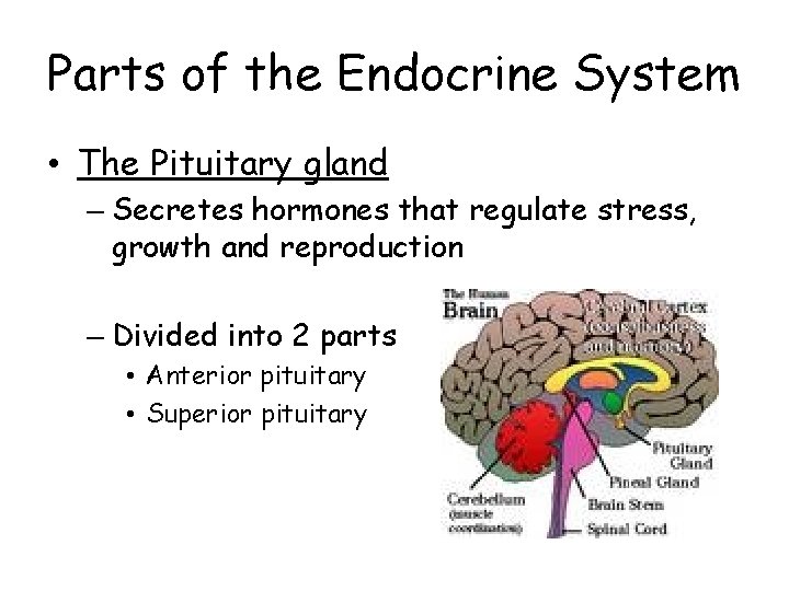 Parts of the Endocrine System • The Pituitary gland – Secretes hormones that regulate