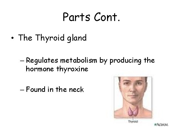 Parts Cont. • The Thyroid gland – Regulates metabolism by producing the hormone thyroxine