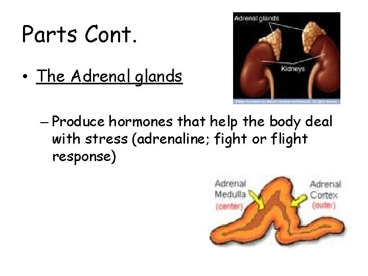 Parts Cont. • The Adrenal glands – Produce hormones that help the body deal